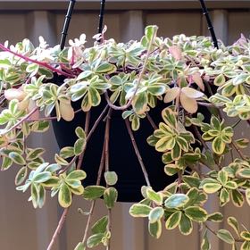 Photo of the plant species Portulaca oleracea 'Variegata' by @JazzedTerranium named Sage on Greg, the plant care app