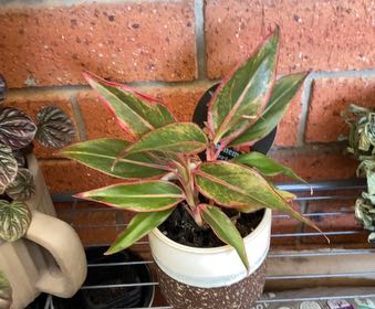 Photo of the plant species Aglaonema by @JazzedTerranium named Rosa on Greg, the plant care app