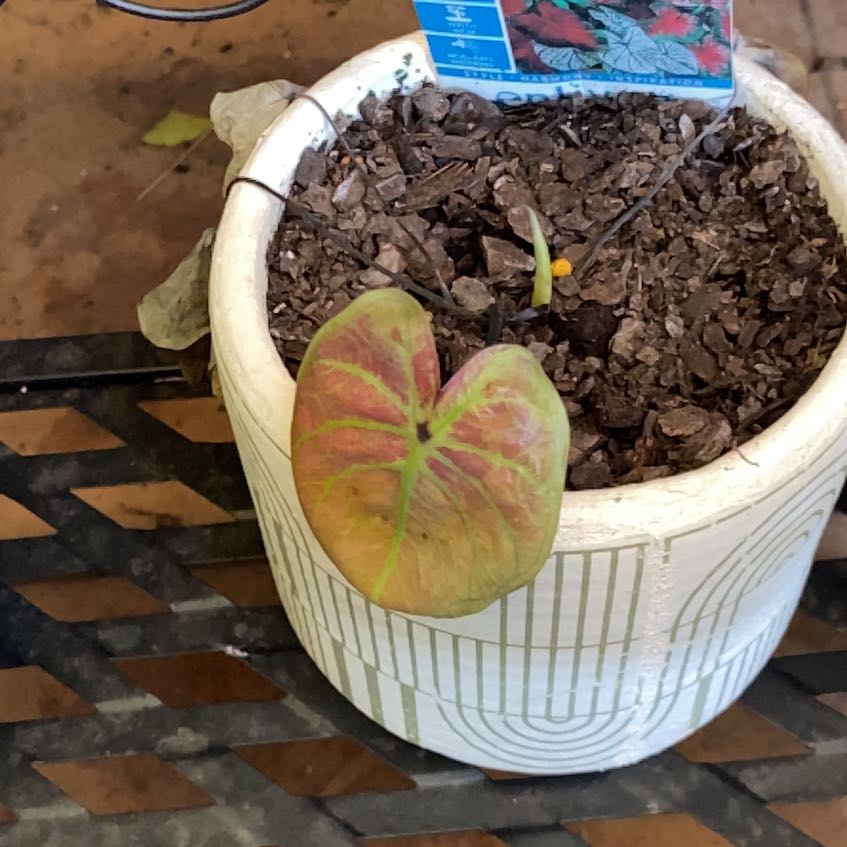 Photo of the plant species Angel Wings by @JazzedTerranium named ChloroPhil on Greg, the plant care app