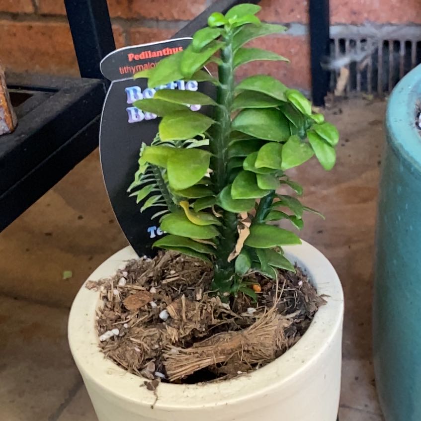 Photo of the plant species Tithymaloides Nana by @JazzedTerranium named Doja Cat on Greg, the plant care app