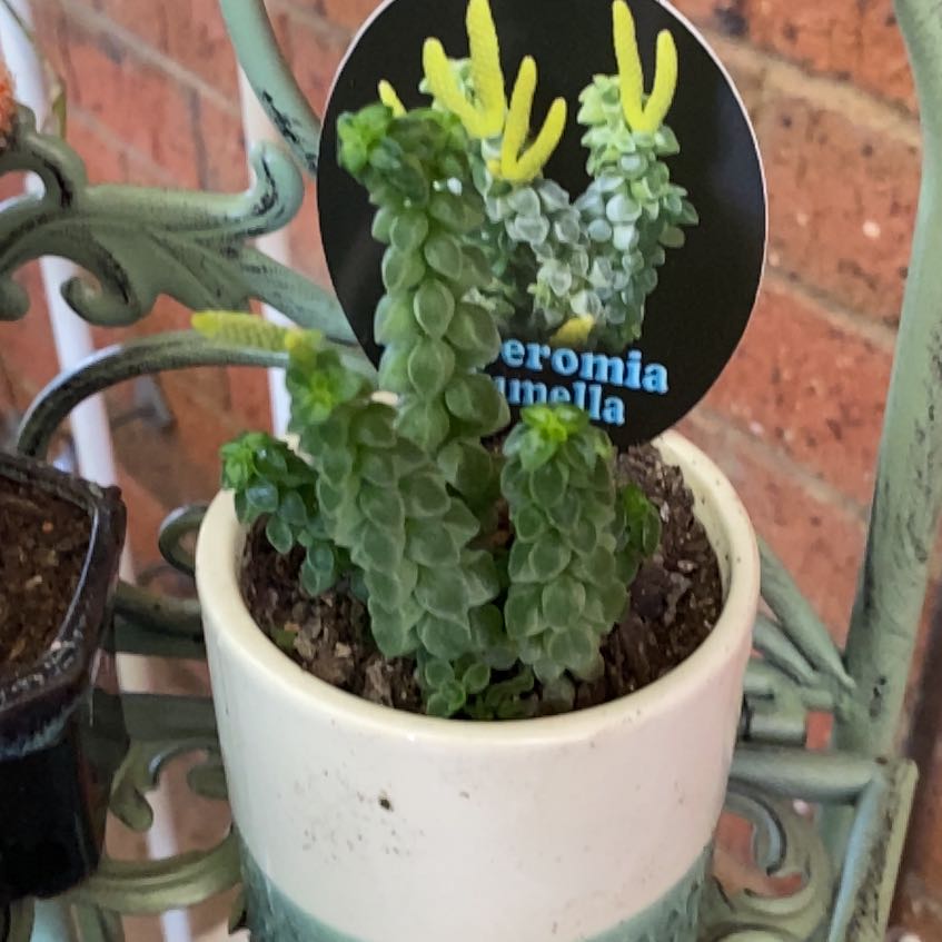 Photo of the plant species Radiator plant by @JazzedTerranium named da Vinci on Greg, the plant care app