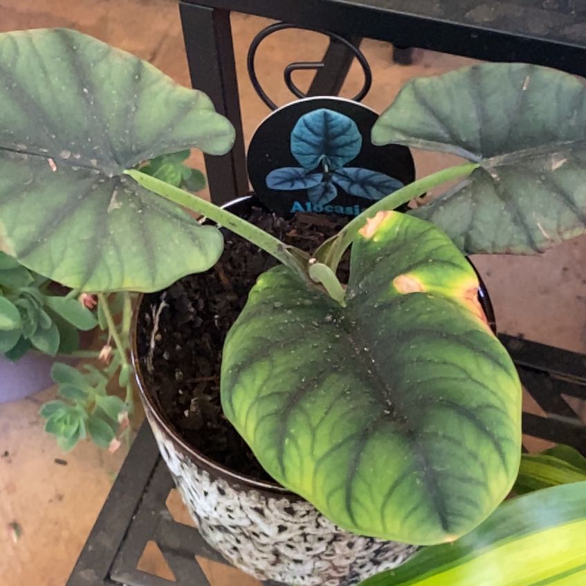 Photo of the plant species Alocasia Elaine by @JazzedTerranium named Hemingway on Greg, the plant care app