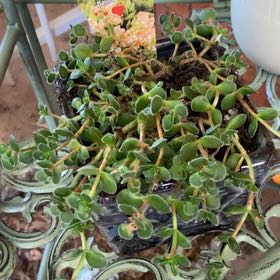 Photo of the plant species Crassula 'David' by @JazzedTerranium named Kobe on Greg, the plant care app