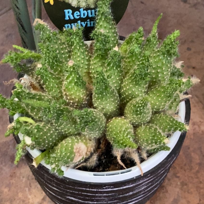 Photo of the plant species Pulchellus Cactus by @JazzedTerranium named Khaleesi on Greg, the plant care app
