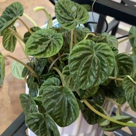 Photo of the plant species Pepperomia 'Chocolate' by @JazzedTerranium named Fernie Mac on Greg, the plant care app