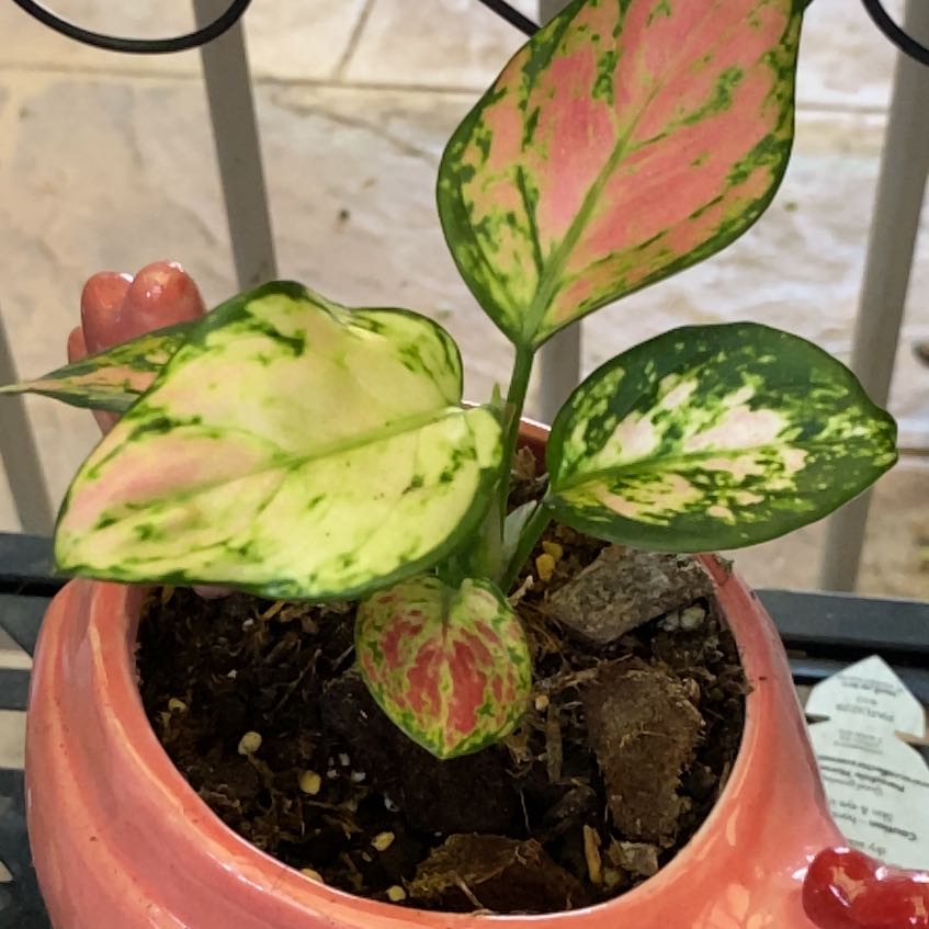 Photo of the plant species 'Lucky Red' by @JazzedTerranium named Rainier on Greg, the plant care app