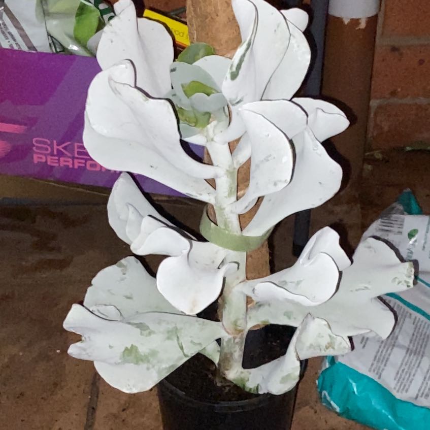 Photo of the plant species Silver Ruffles by @JazzedTerranium named Darwin on Greg, the plant care app