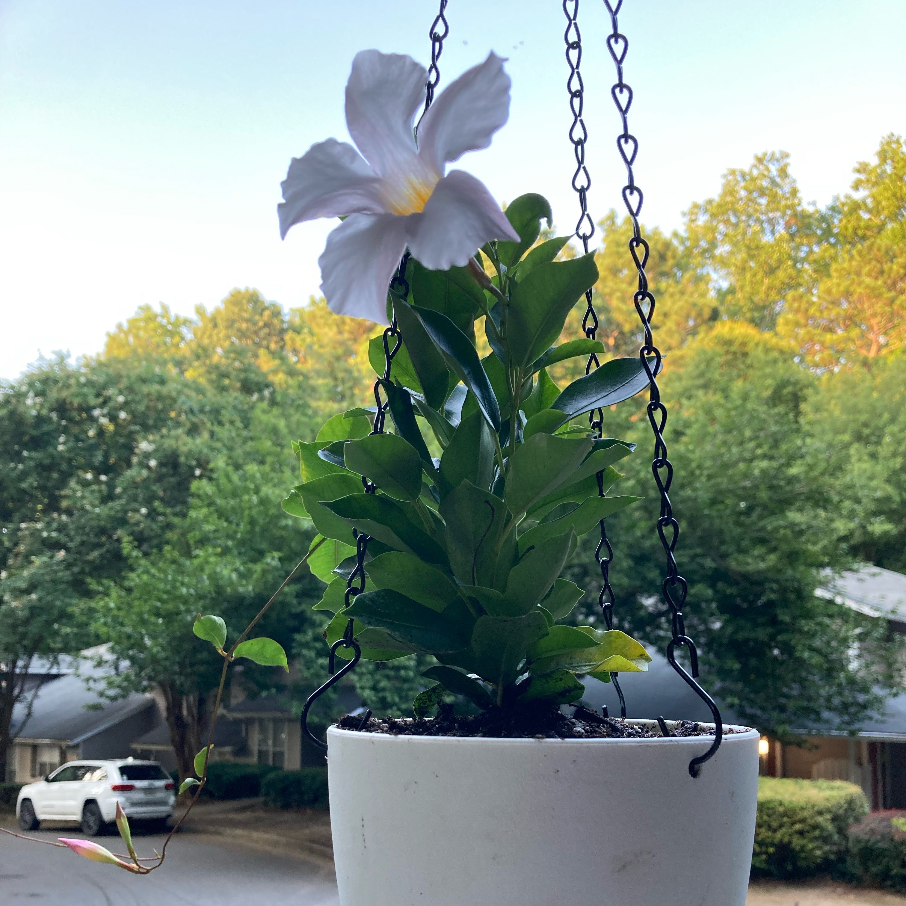 Photo of the plant species Mandevilla boliviensis by @DeluxeChia41 named Mandevilla (White) 1 on Greg, the plant care app