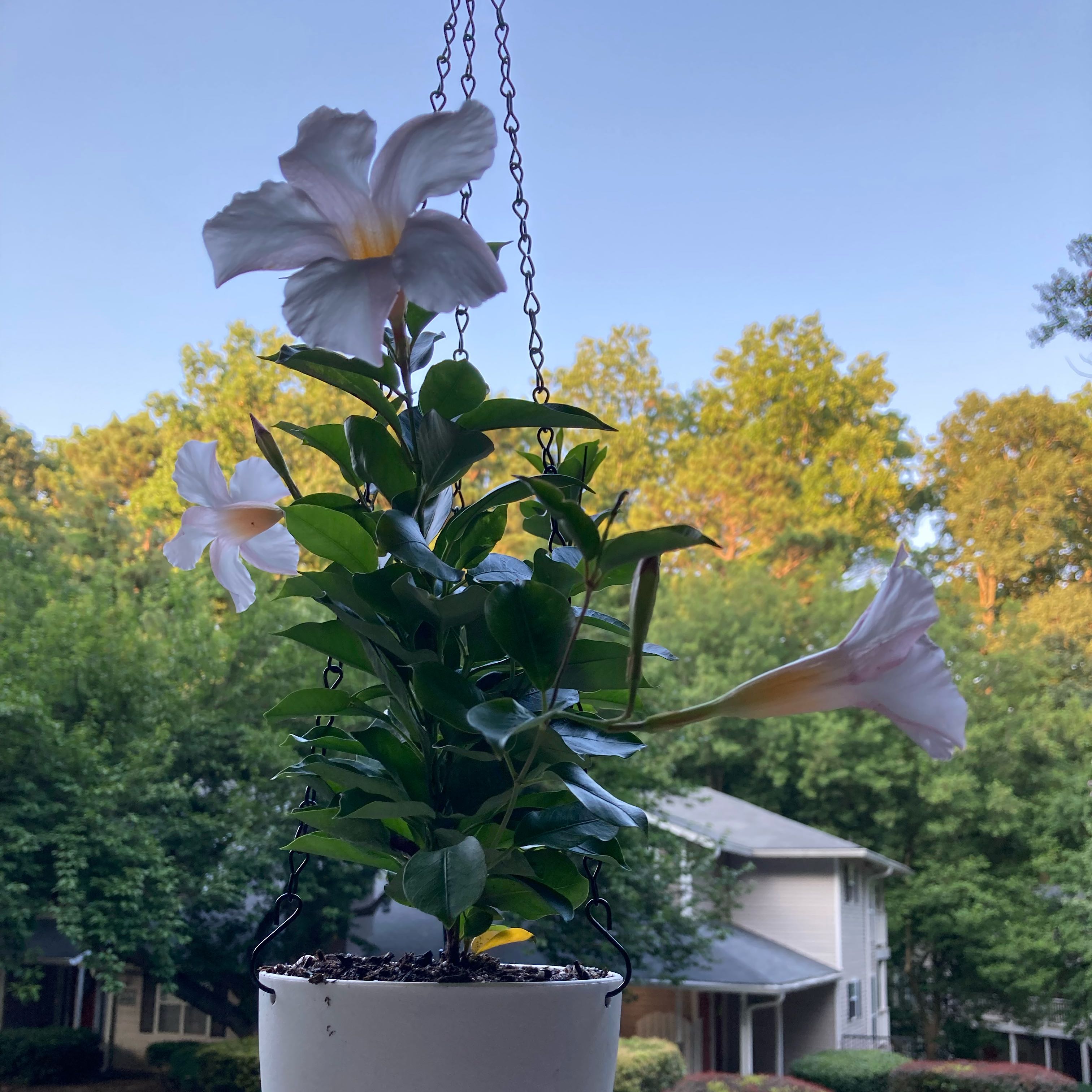 Photo of the plant species Mandevilla boliviensis by @DeluxeChia41 named Mandevilla (White) 4 on Greg, the plant care app