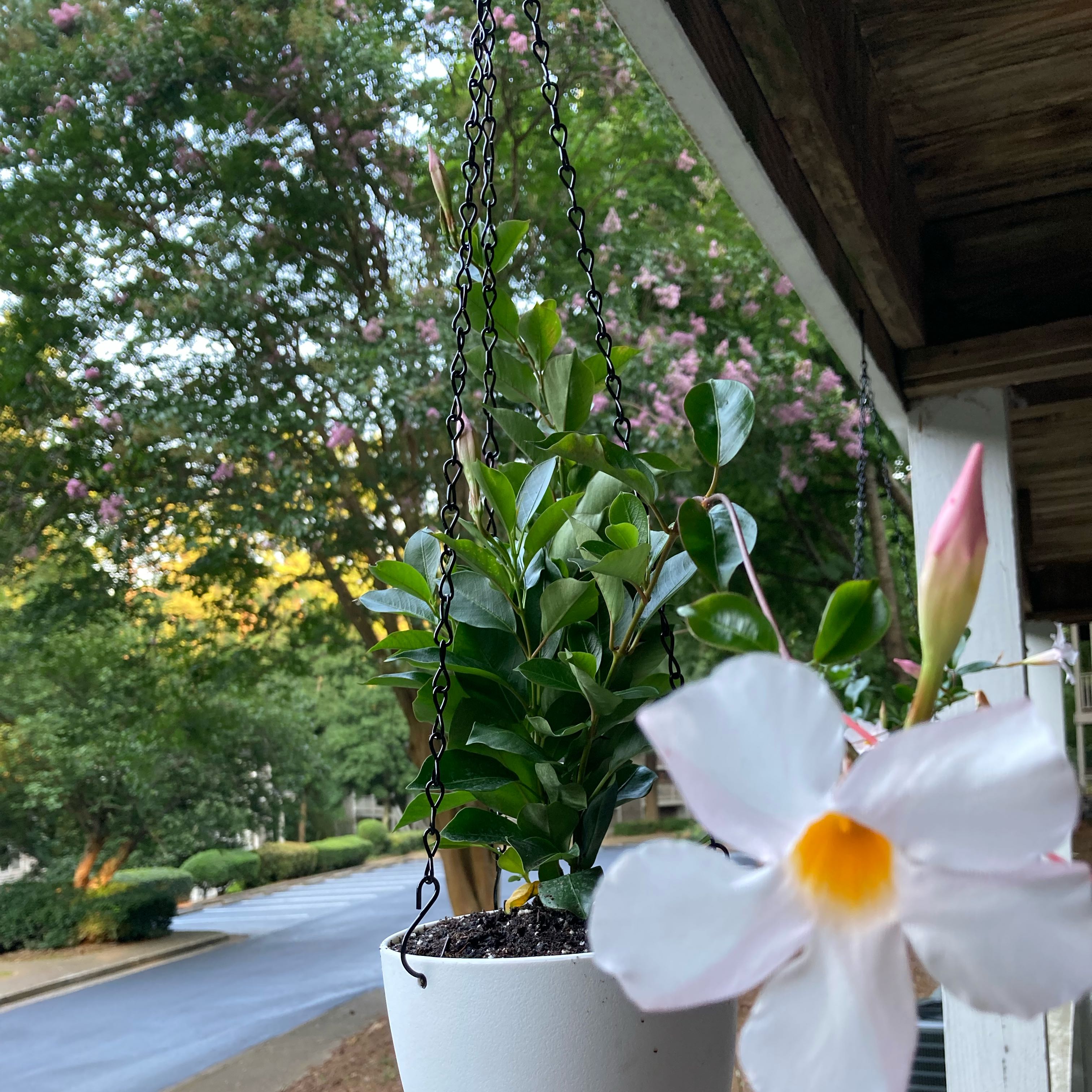 Photo of the plant species Mandevilla boliviensis by @DeluxeChia41 named Mandevilla (White) 3 on Greg, the plant care app