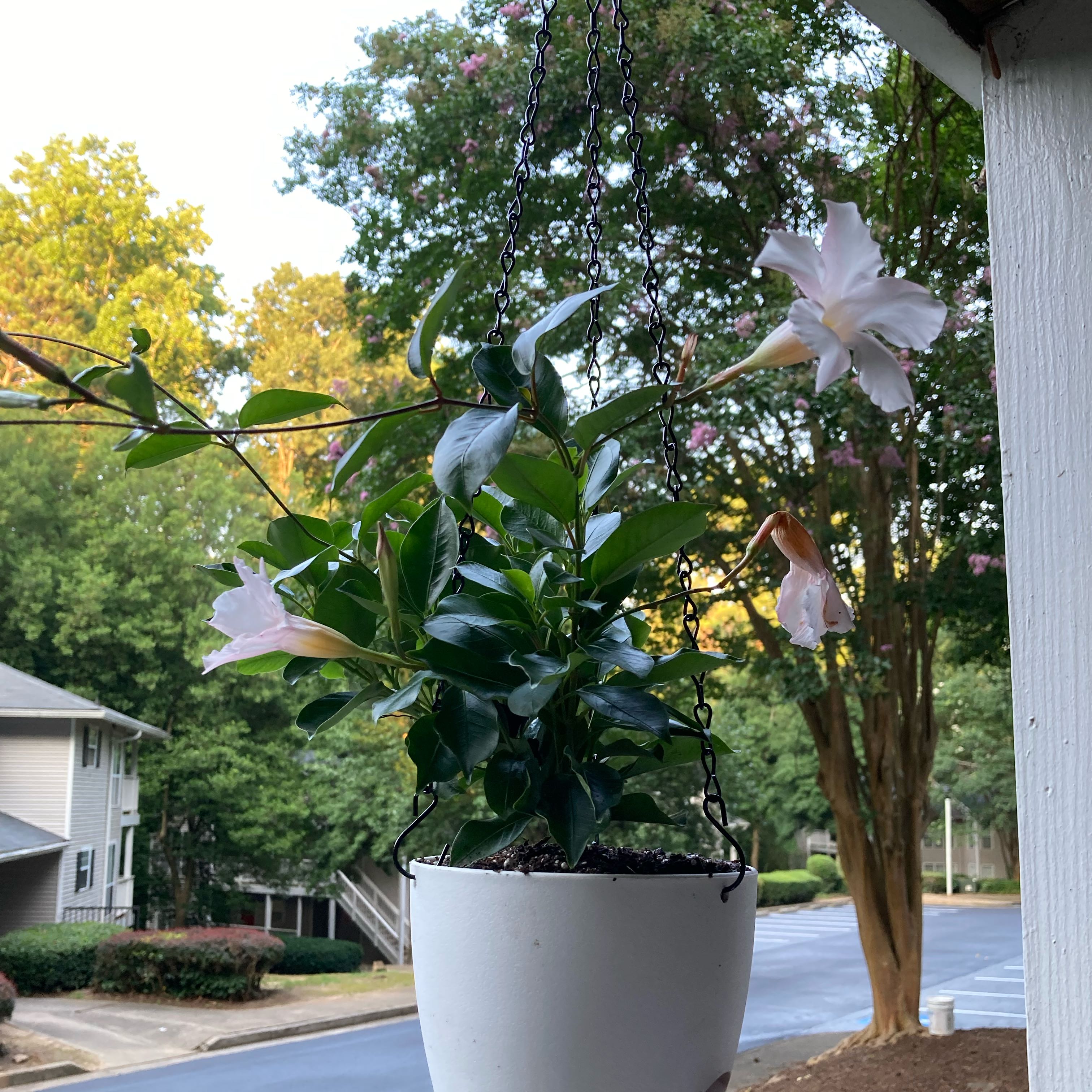 Photo of the plant species Mandevilla boliviensis by @DeluxeChia41 named Mandevilla (White) 2 on Greg, the plant care app