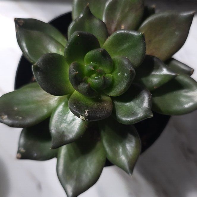 Photo of the plant species Black Echeveria by @NiceMendoza67 named Beckham on Greg, the plant care app