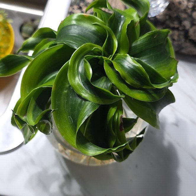 Photo of the plant species Draceana Tornado by @NiceMendoza67 named Taylor Swift on Greg, the plant care app