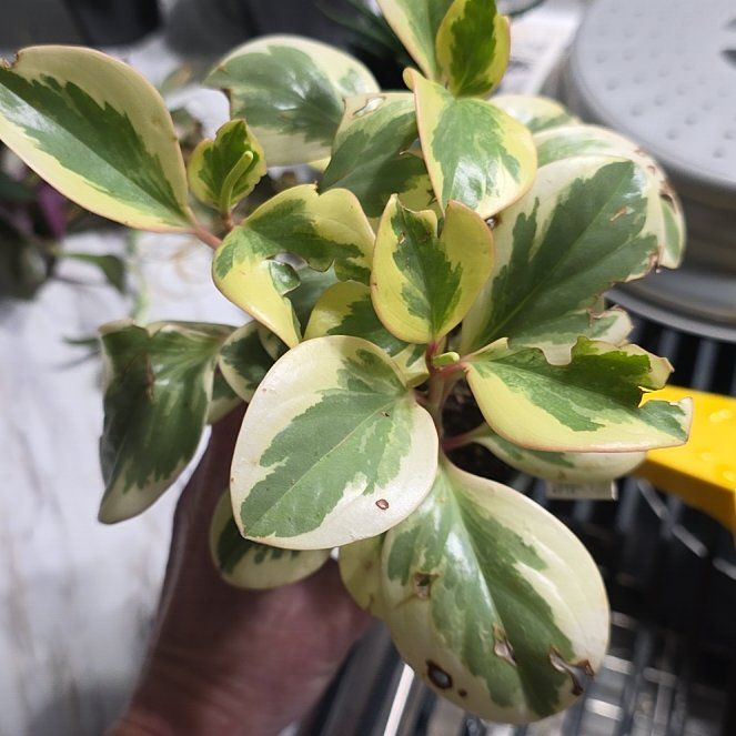 Photo of the plant species Peperomia 'Sweet and Sour™' by @NiceMendoza67 named Shakira on Greg, the plant care app