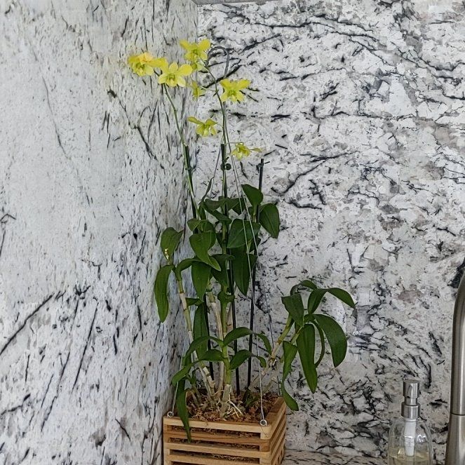 Photo of the plant species Dendrobium Orchid by @GladZebrina89 named Curie on Greg, the plant care app
