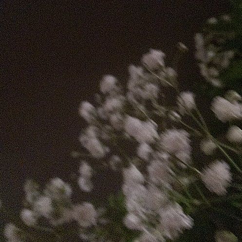 Photo of the plant species Argentine Fleabane by @SportyGerbera69 named Fernie Mac on Greg, the plant care app