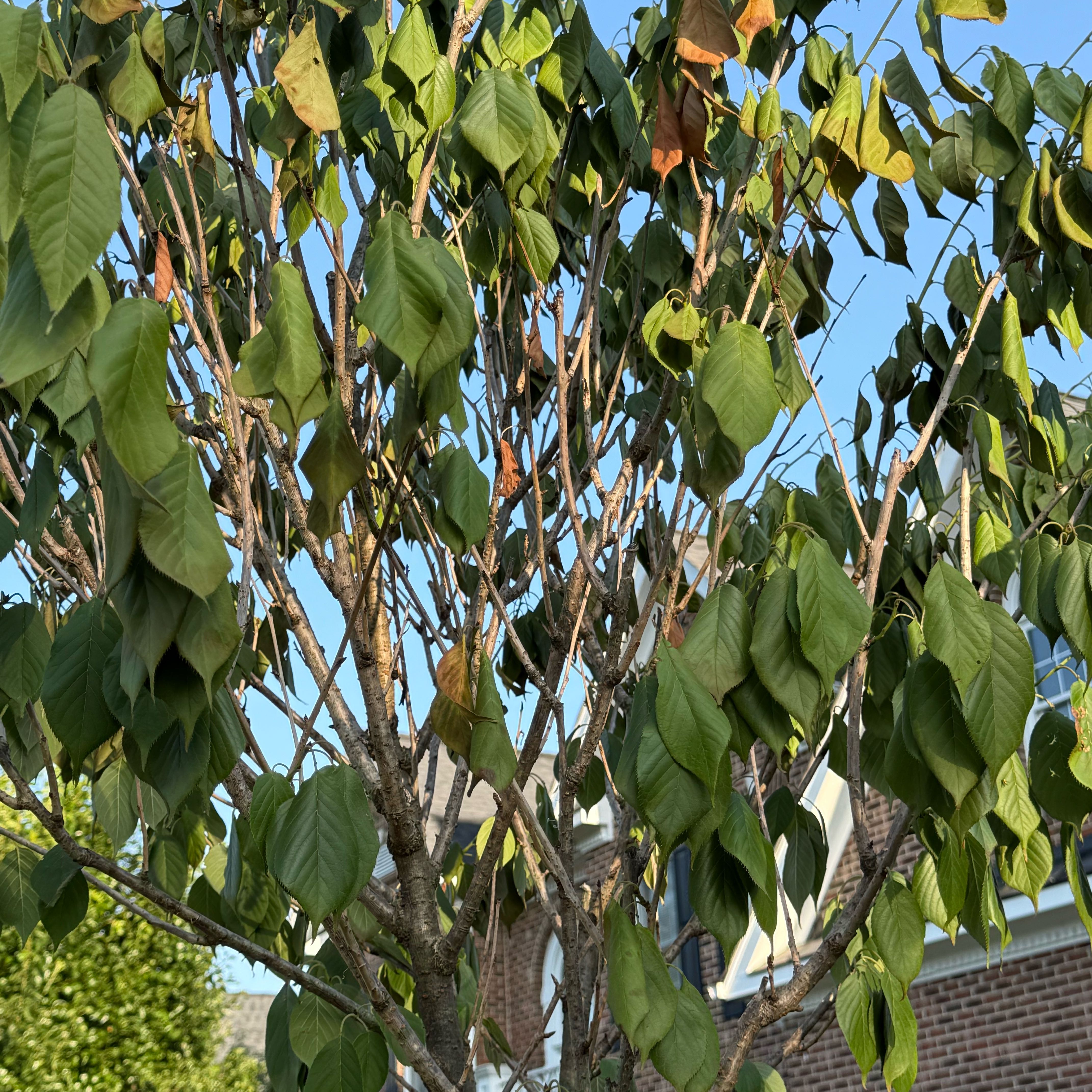 Photo of the plant species Double Cherry Blossom by @BonafideSalsa77 named Darwin on Greg, the plant care app
