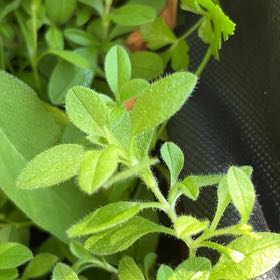 Photo of the plant species Sticky Chickweed by @DeftWoodfern16 named Rosa on Greg, the plant care app