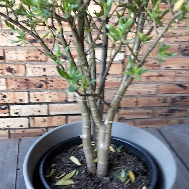 Photo of the plant species Bonsai Crassula by @HappyNiaouli99 named Takkies on Greg, the plant care app