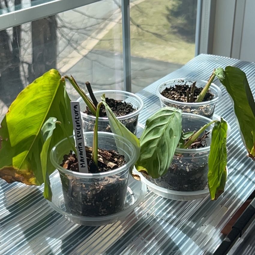 Photo of the plant species Prayer Plant by @HeiressBlusher6 named Green Prayer Plant A’s on Greg, the plant care app