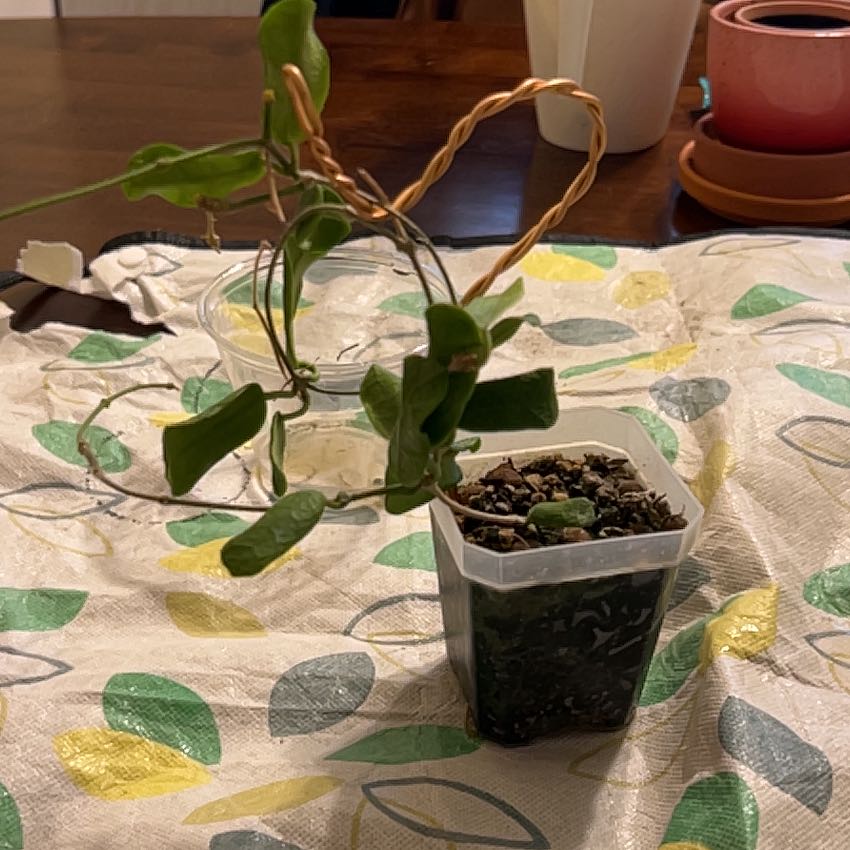 Photo of the plant species Hoya rotundiflora by @HeiressBlusher6 named Mochi on Greg, the plant care app