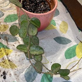 Photo of the plant species Super Silver Hoyaa Krohniana by @HeiressBlusher6 named Austen on Greg, the plant care app