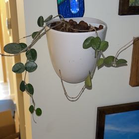 Photo of the plant species Super Silver Hoyaa Krohniana by @HeiressBlusher6 named Harmony on Greg, the plant care app