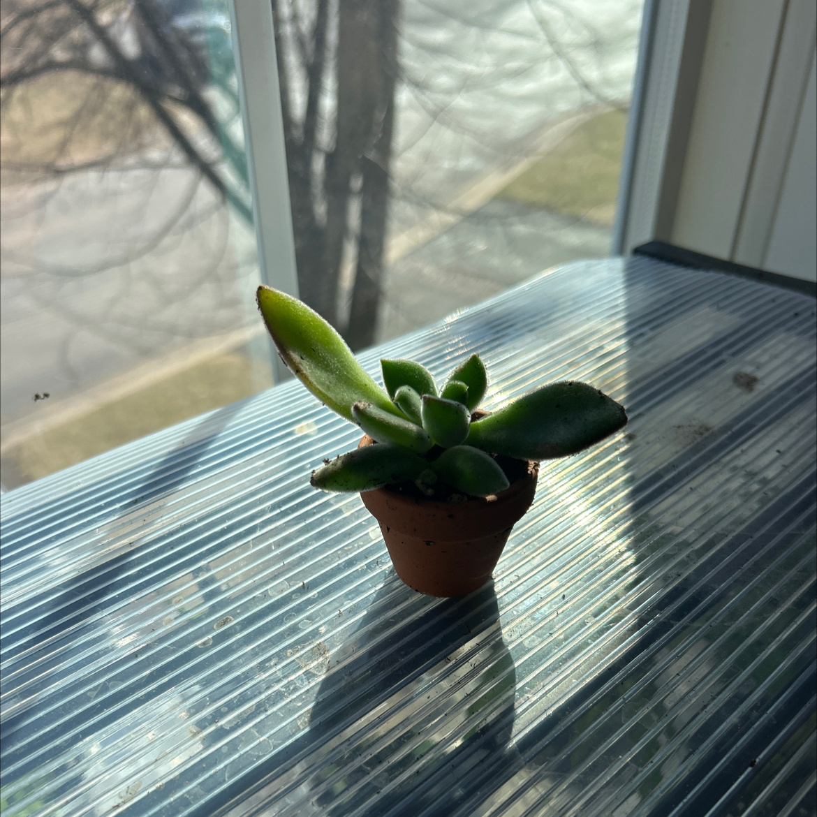 Photo of the plant species Plush Plant by @HeiressBlusher6 named Muhammad Ali on Greg, the plant care app