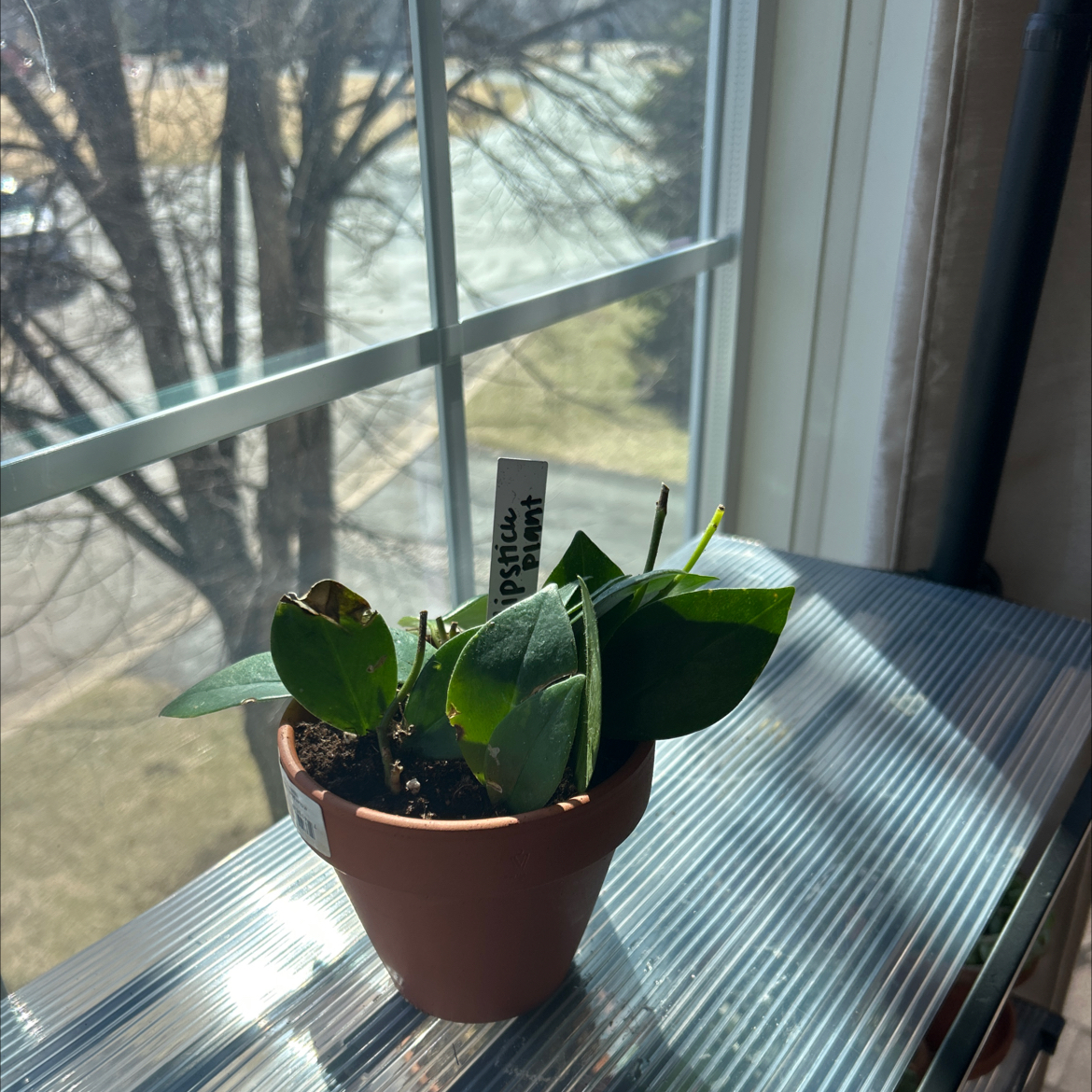 Photo of the plant species Lipstick Plant by @HeiressBlusher6 named Gomez on Greg, the plant care app