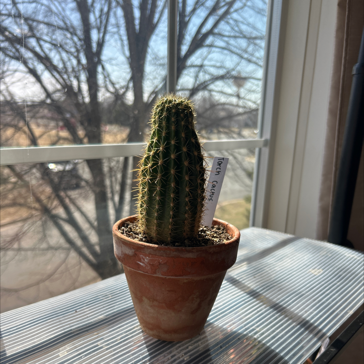Photo of the plant species Torch Cactus by @HeiressBlusher6 named Torch Cactus on Greg, the plant care app