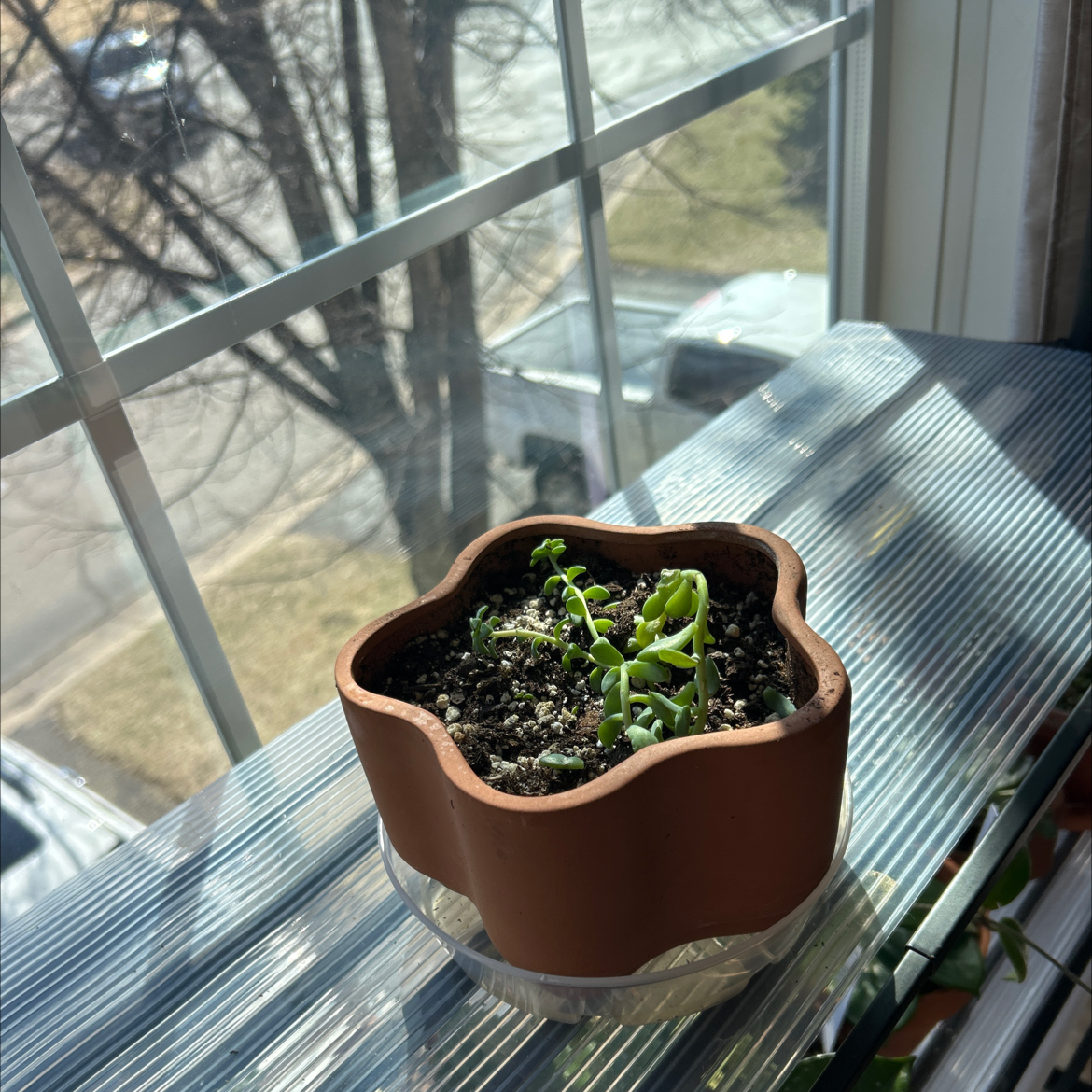 Stringy Stonecrop (office)