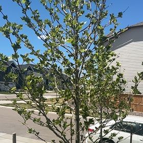 Photo of the plant species London Plane by @ZingTupeia38 named Gobi on Greg, the plant care app