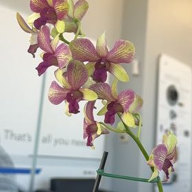 Photo of the plant species Dendrobium Orchid by @FirstChamise86 named Gobi on Greg, the plant care app