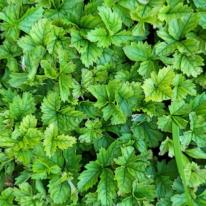 Photo of the plant species Yellowroot by @TopBaybean1 named Walt on Greg, the plant care app