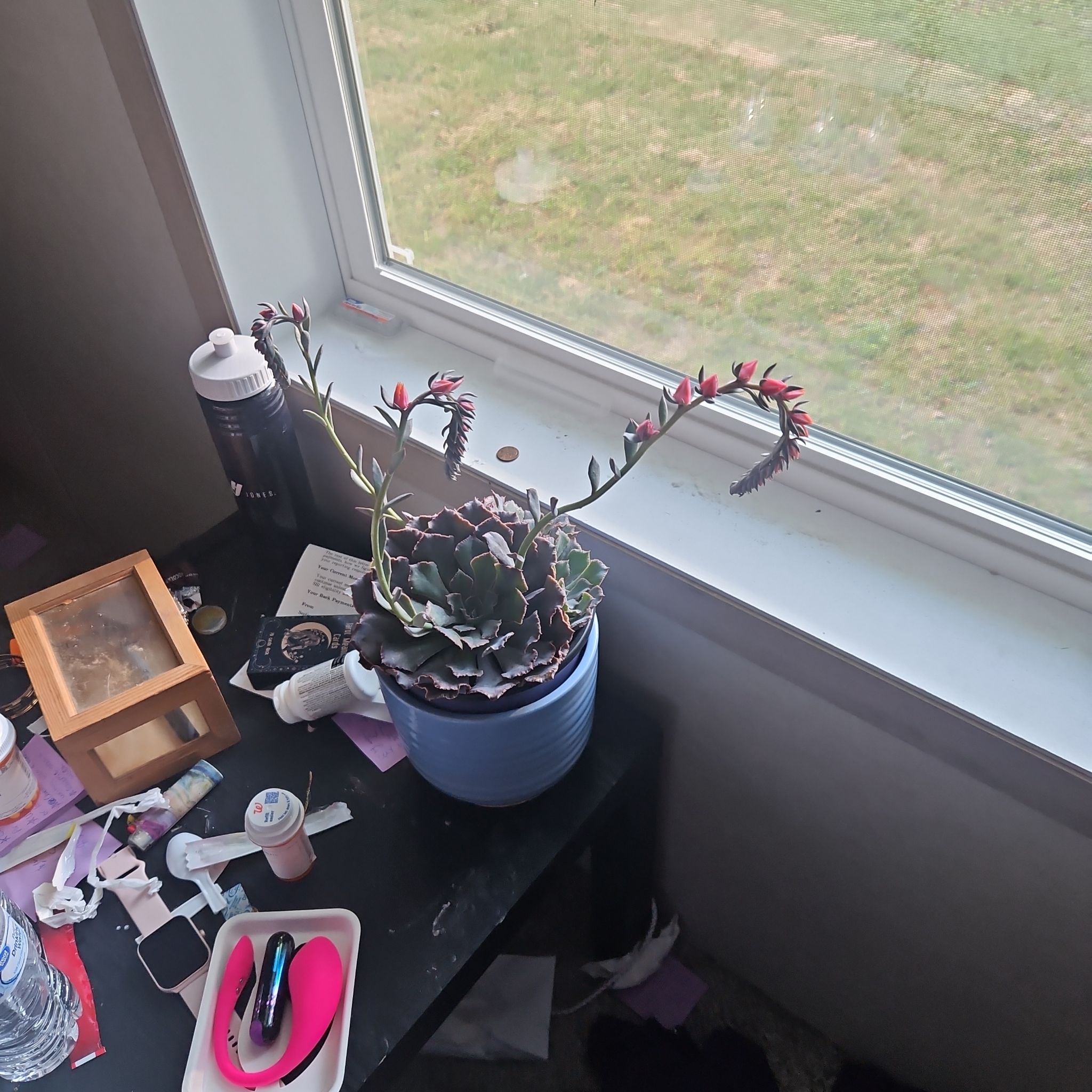 Photo of the plant species Mexican Hens by @EpitomeAnthemis named Athena on Greg, the plant care app