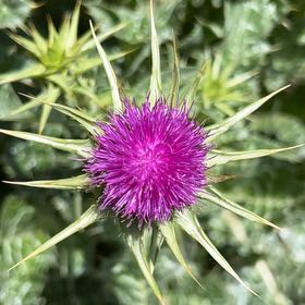 Photo of the plant species Blessed Milk Thistle by @ChicChisme19 named Gates on Greg, the plant care app