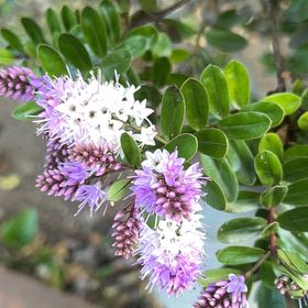 Photo of the plant species New Zealand Hebe by @ChicChisme19 named Duke on Greg, the plant care app