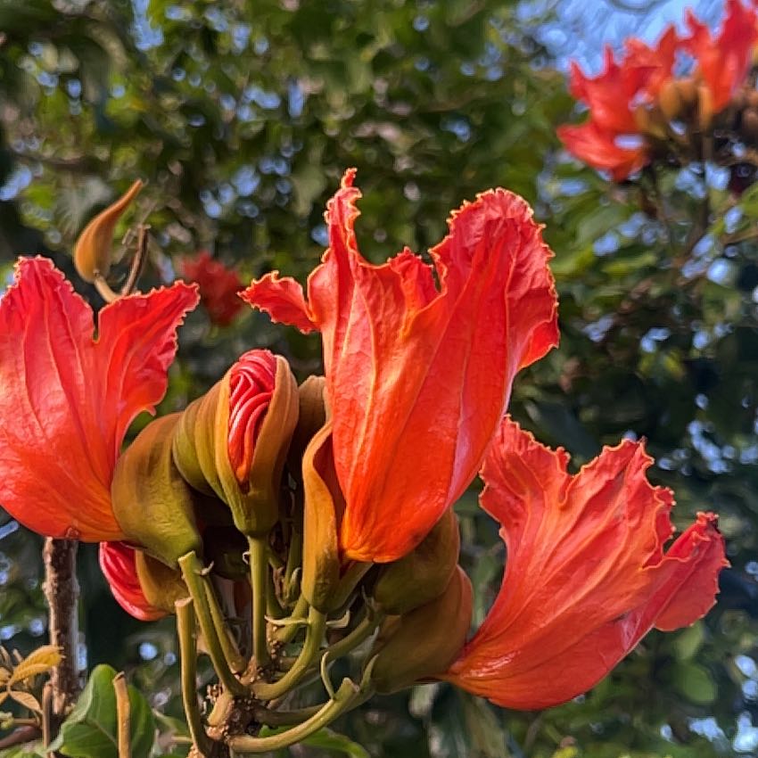 Photo of the plant species African Tuliptree by @ChicChisme19 named Athena on Greg, the plant care app