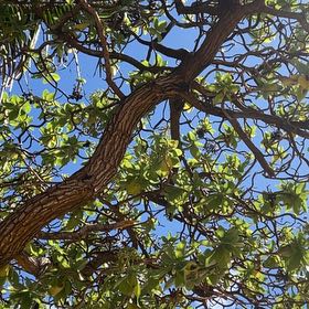 Photo of the plant species Beach Almond by @ChicChisme19 named Leaf Erickson on Greg, the plant care app