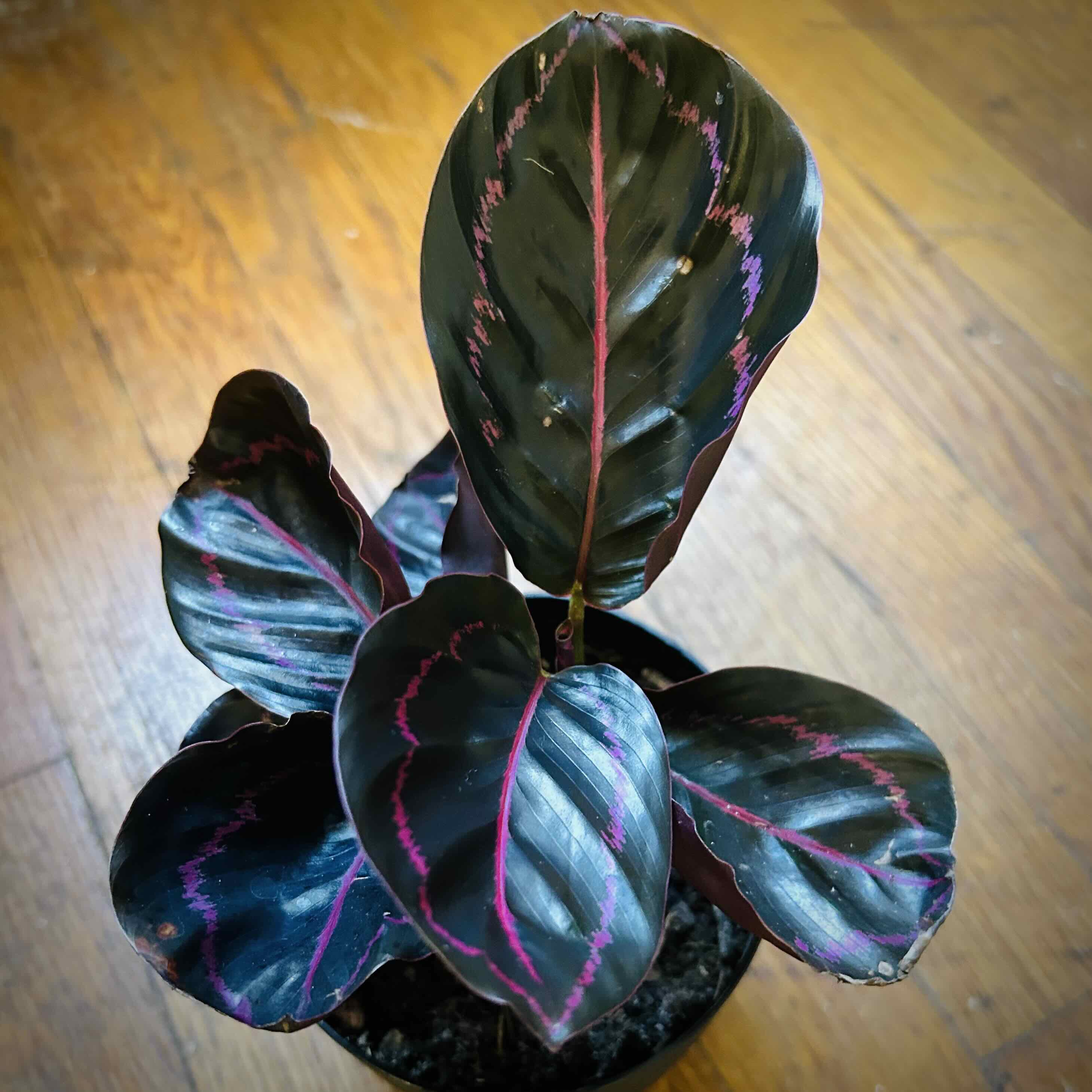 Photo of the plant species Black Rose Calathea by @Theoreyofplants named Scarlett on Greg, the plant care app