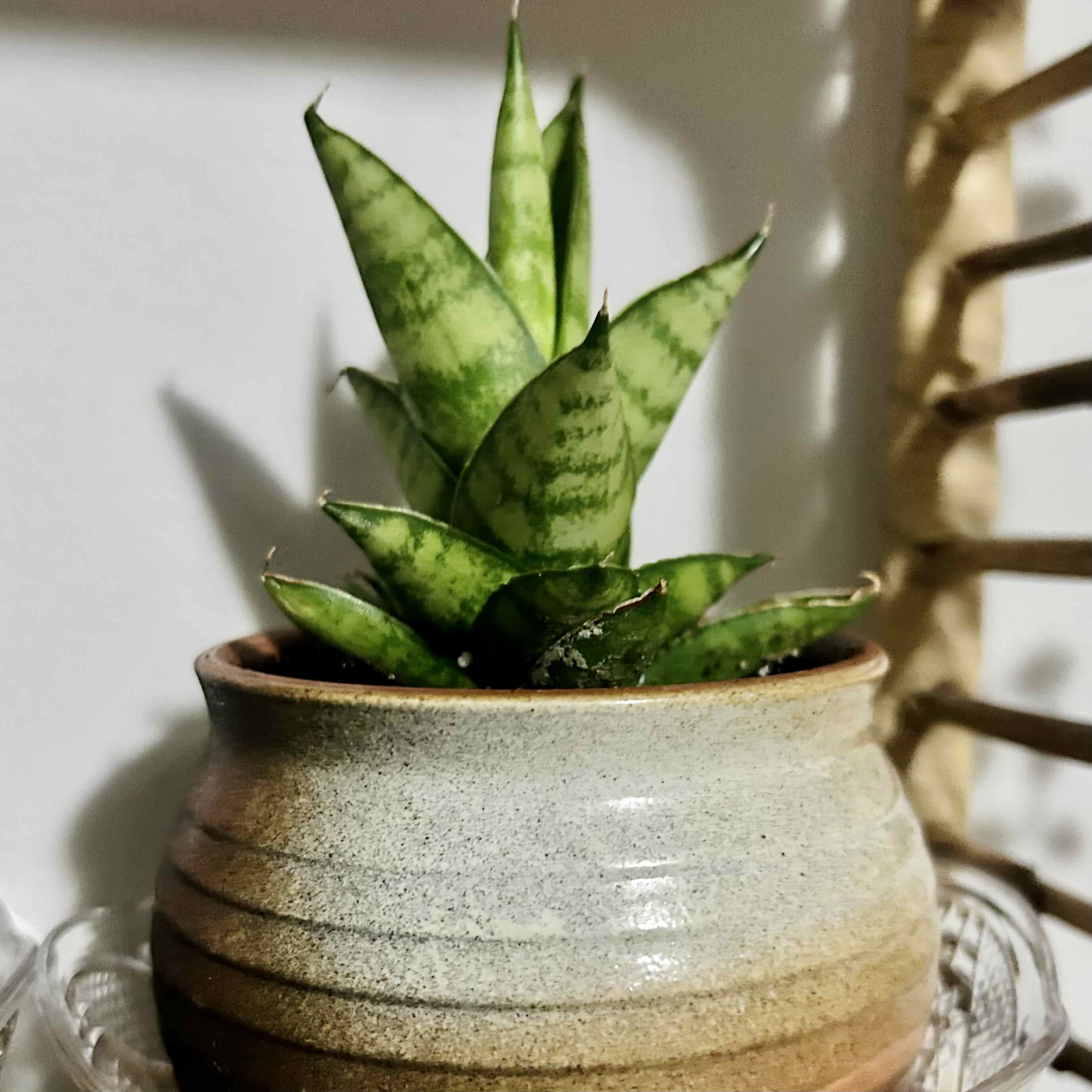 Photo of the plant species Bird's Nest Snake Plant by @Theoreyofplants named Birdy on Greg, the plant care app