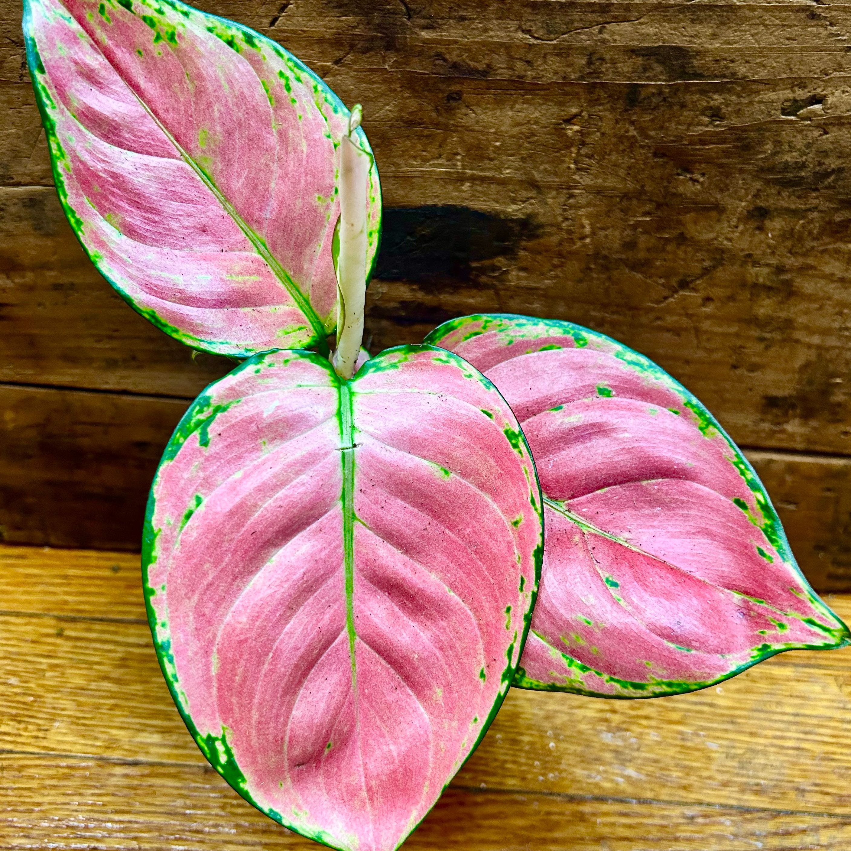 Blush (Prop)