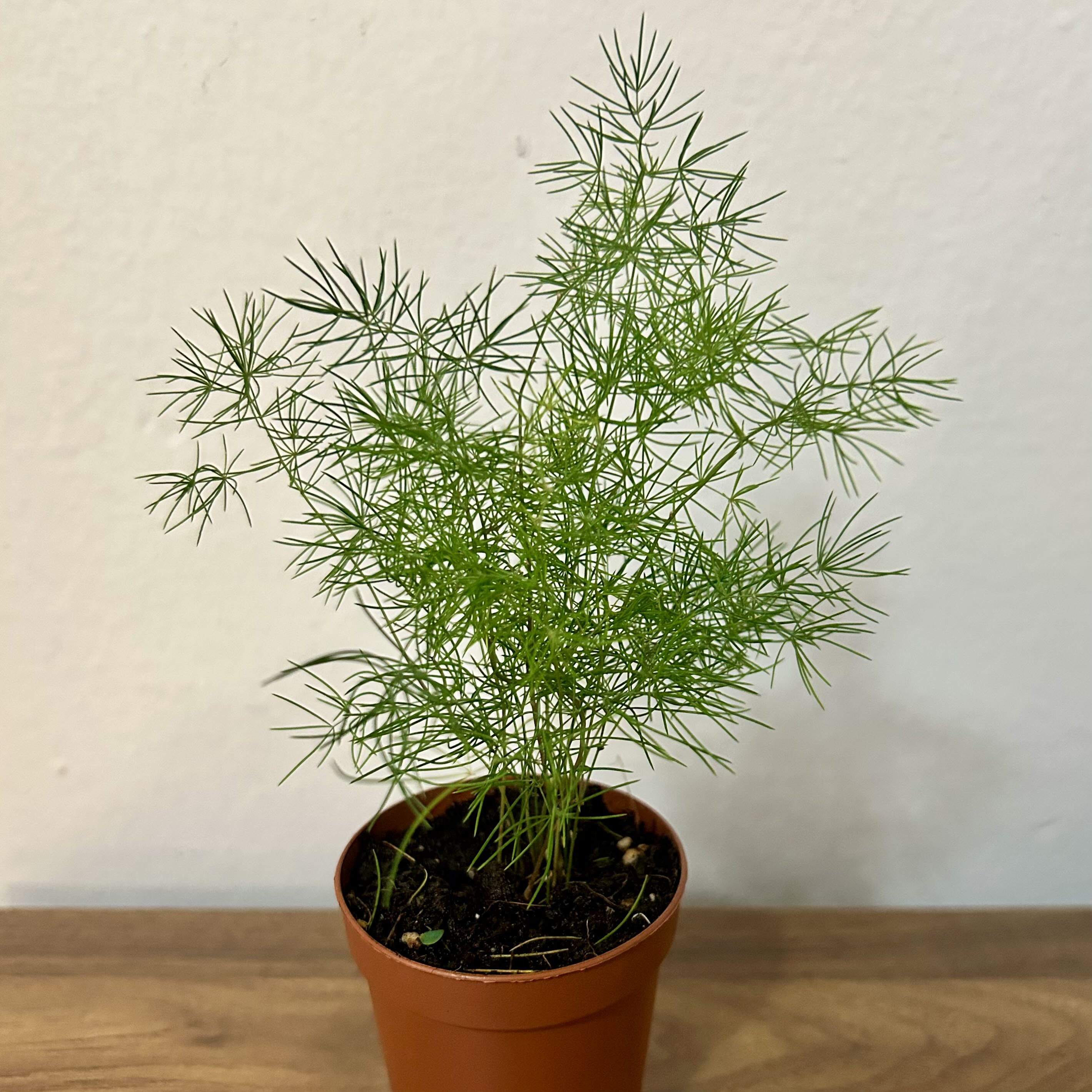 Photo of the plant species Ming Fern by @Theoreyofplants named Xena on Greg, the plant care app