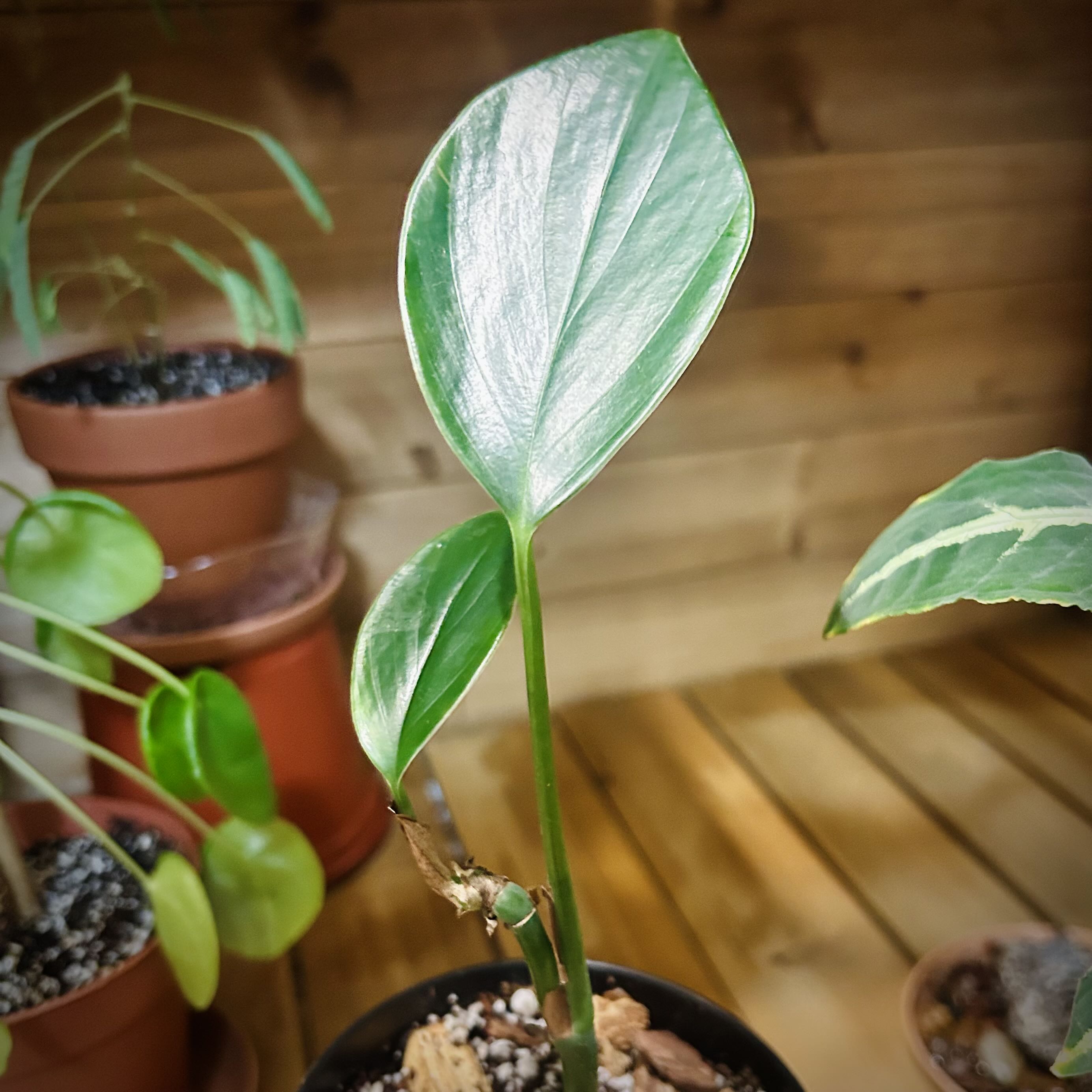 Photo of the plant species Philodendron Dragon Tail by @Theoreyofplants named Dragon on Greg, the plant care app