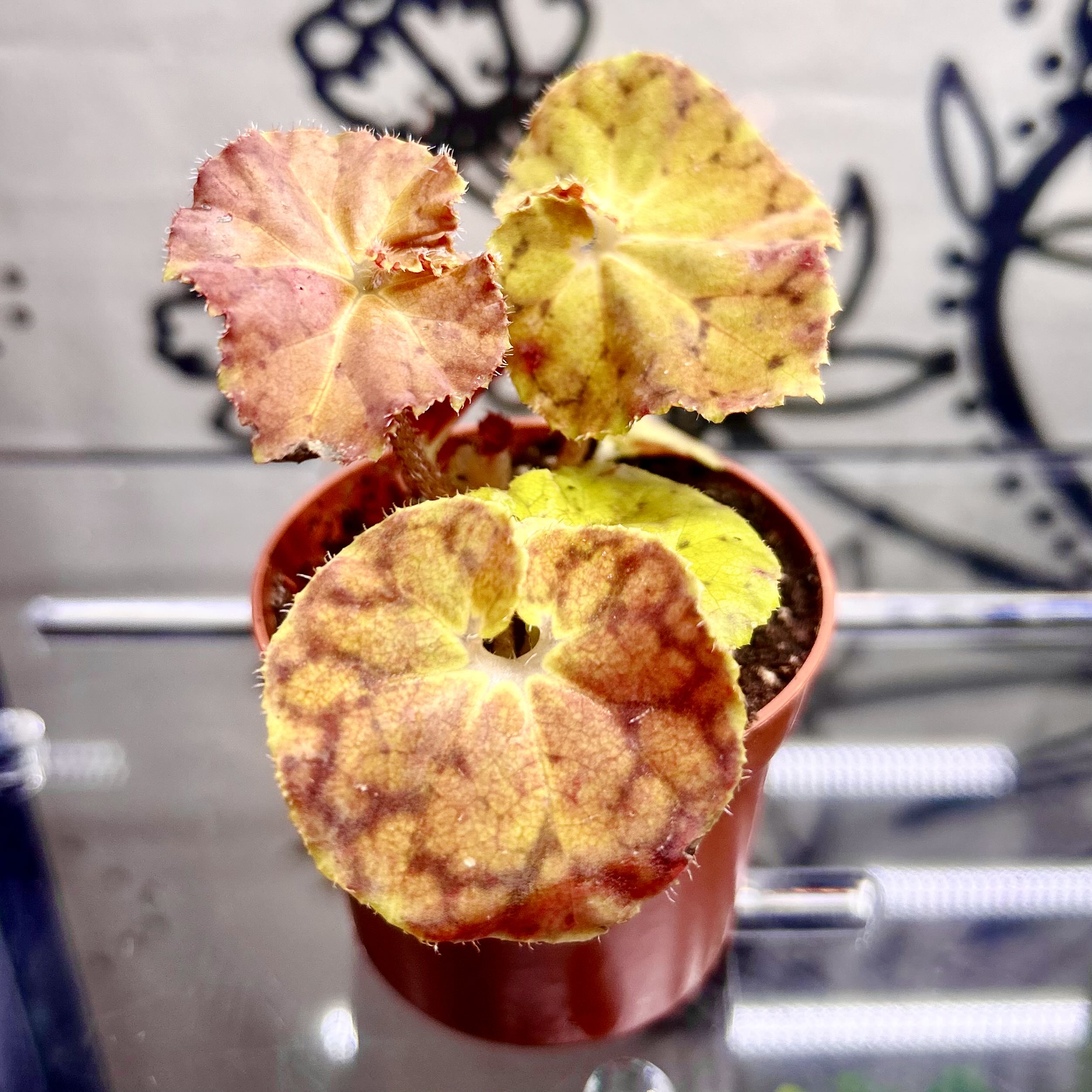 Photo of the plant species Rhizo Begonia by @Theoreyofplants named Begonia Sienna Swirl on Greg, the plant care app