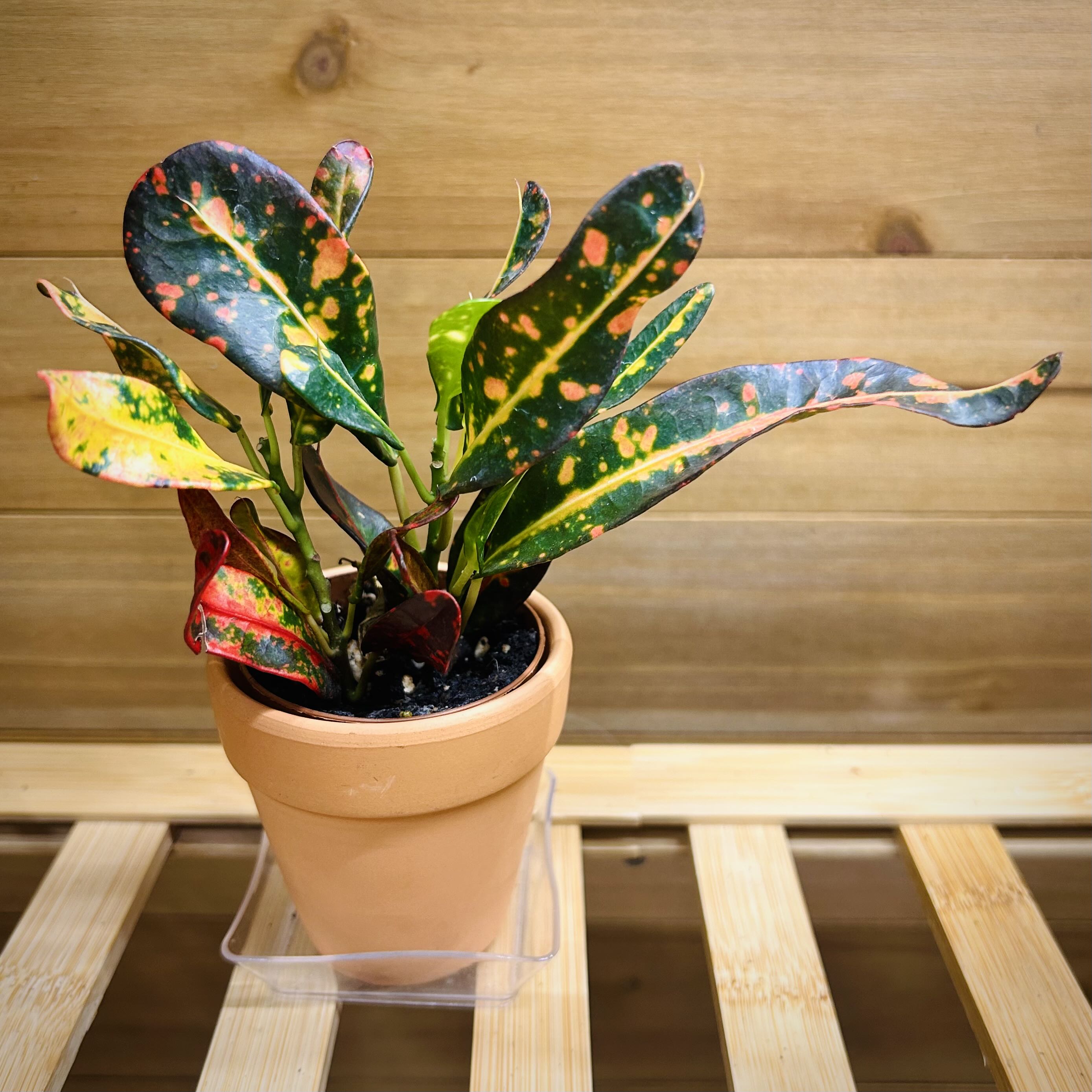 Photo of the plant species Croton Mammy by @Theoreyofplants named Croton on Greg, the plant care app