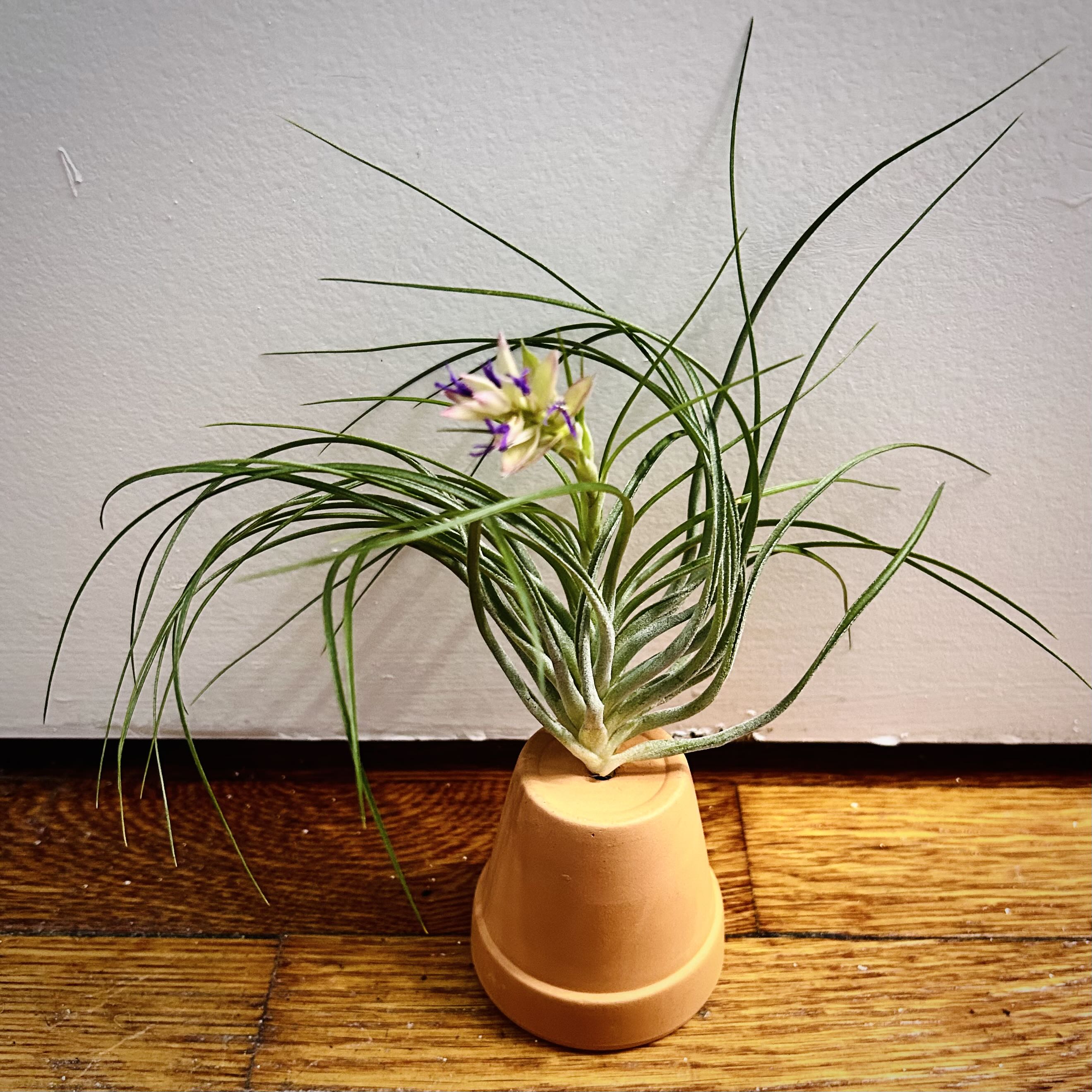 Photo of the plant species Tillandsia Stricta by @Theoreyofplants named Tilla on Greg, the plant care app