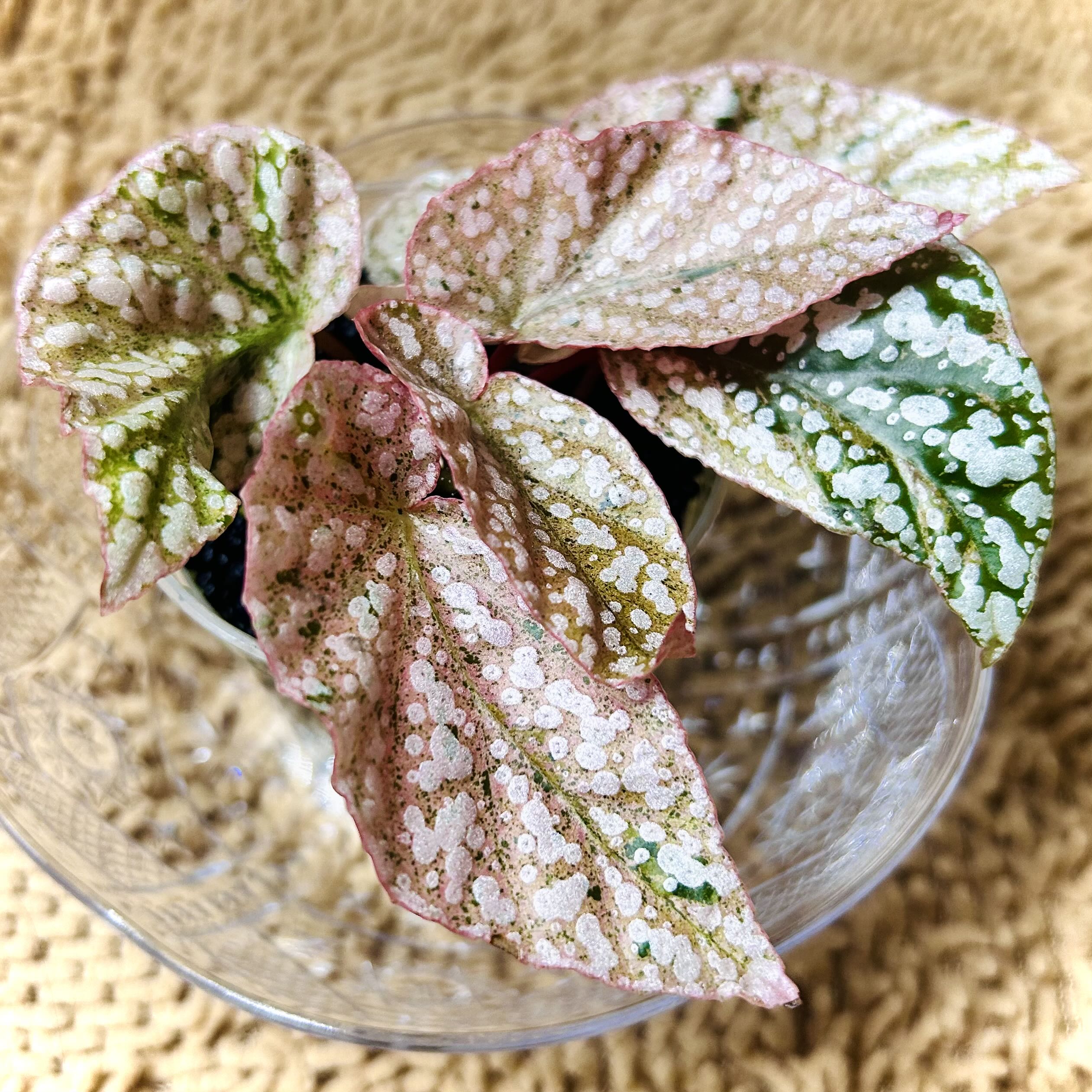 Photo of the plant species Snowcapped Begonia by @Theoreyofplants named Snow on Greg, the plant care app
