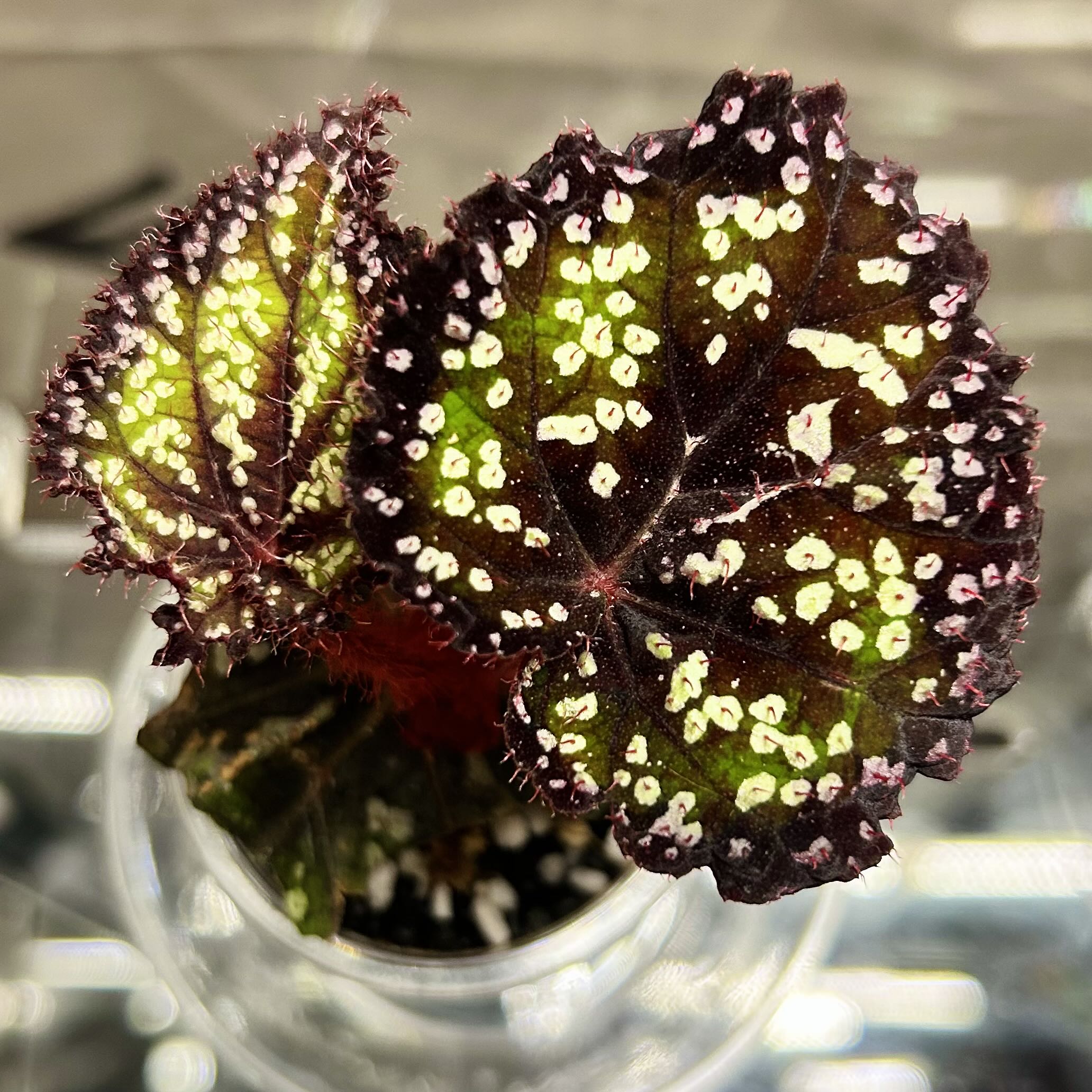 Photo of the plant species Rhizo Begonia by @Theoreyofplants named Begonia ‘Fairytale’ on Greg, the plant care app