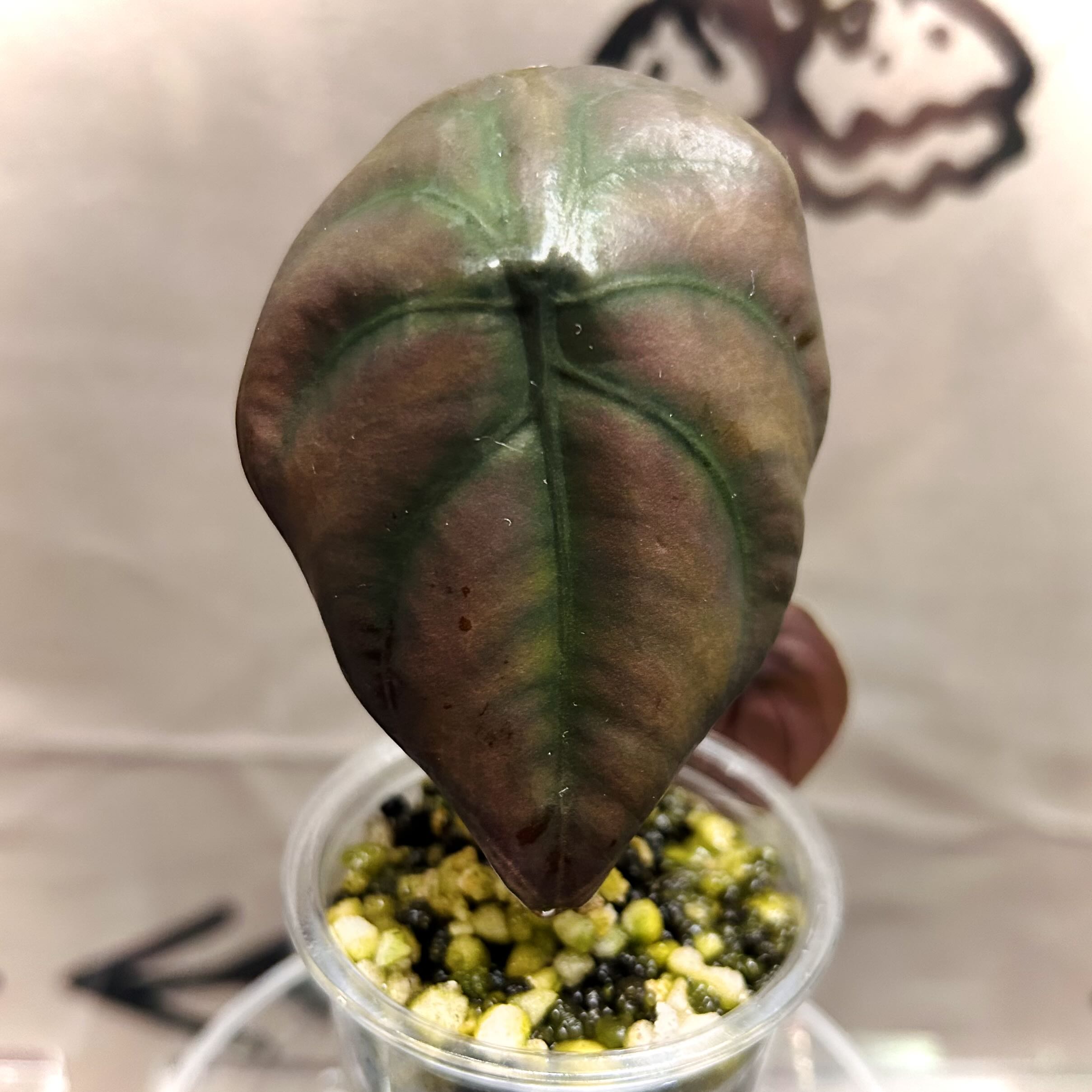 Photo of the plant species Red Secret by @Theoreyofplants named Cuprea on Greg, the plant care app